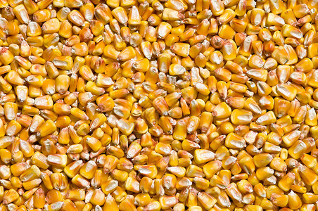 干玉米种子饲料农业核心蔬菜宏观食物粮食栽培营养背景图片