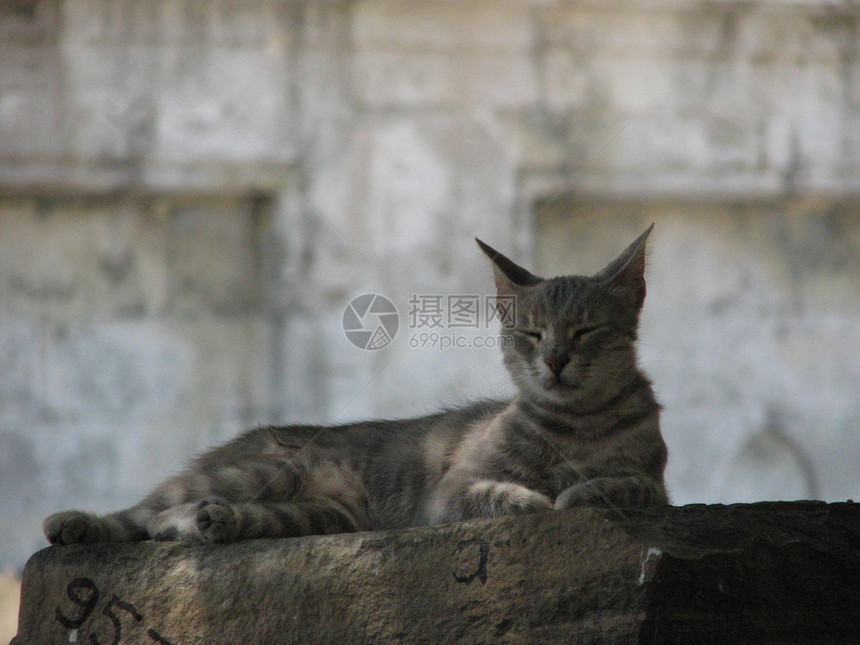 灰色条纹猫图片