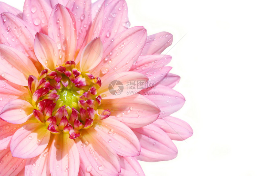 粉粉达丽花花念日植物大丽花粉色植物群花瓣滴水滴白色幸福宏观图片