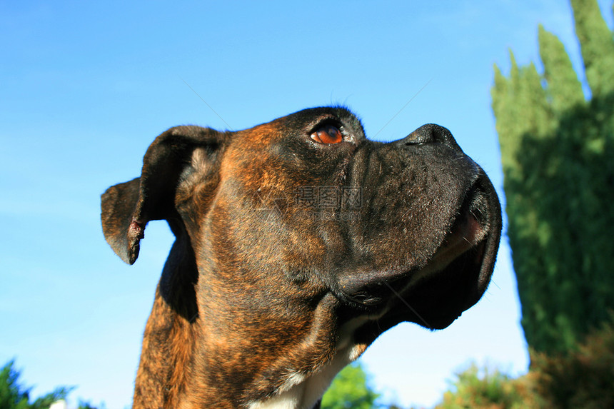 拳击犬头衣领公园安全宠物棕色蓝色黑色植物天空拳击手图片