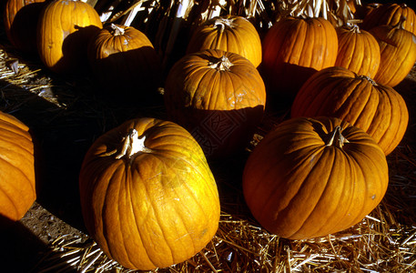 Pumpkins 销售公司购物季节中心背景图片