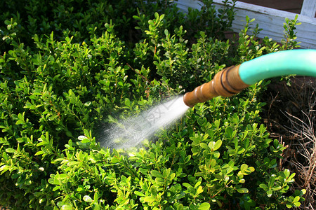 水花软管喷涂房子花园植物绿化后院园林晴天绿色背景图片