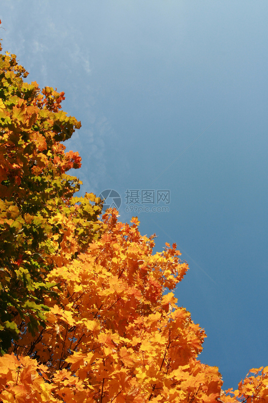 树叶和蓝天空图片