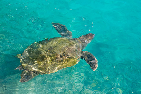 游泳海龟热带动物海洋蓝色乌龟潜水爬虫浮潜宠物背景图片
