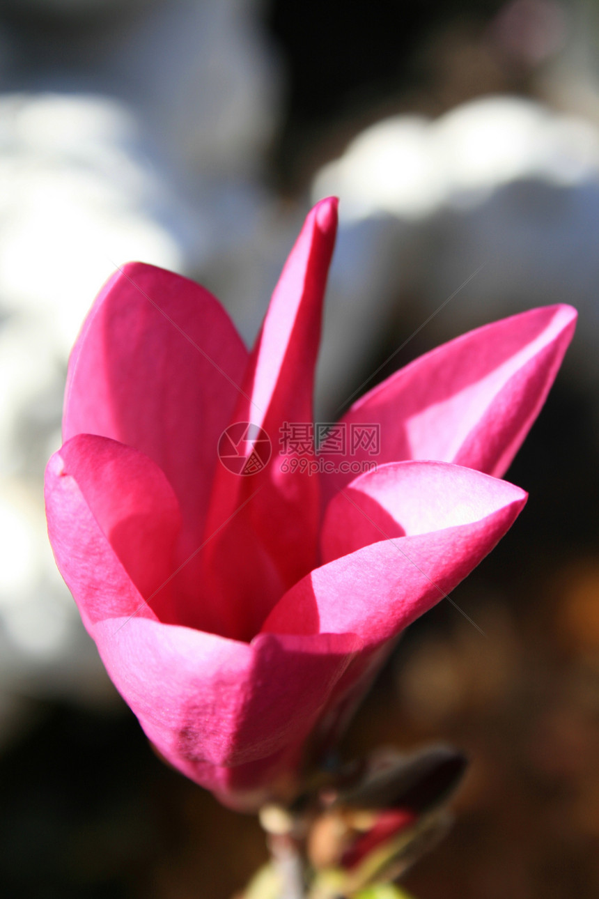 日本马格努利亚Name玉兰粉色花瓣季节性果园植物太阳宏观时间阳光图片