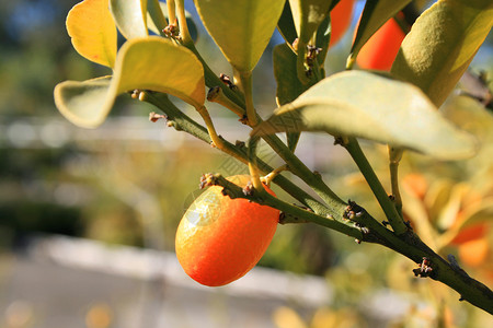 库姆夸特花园皮肤食物苗圃橙子树叶温室植物生产叶子背景图片