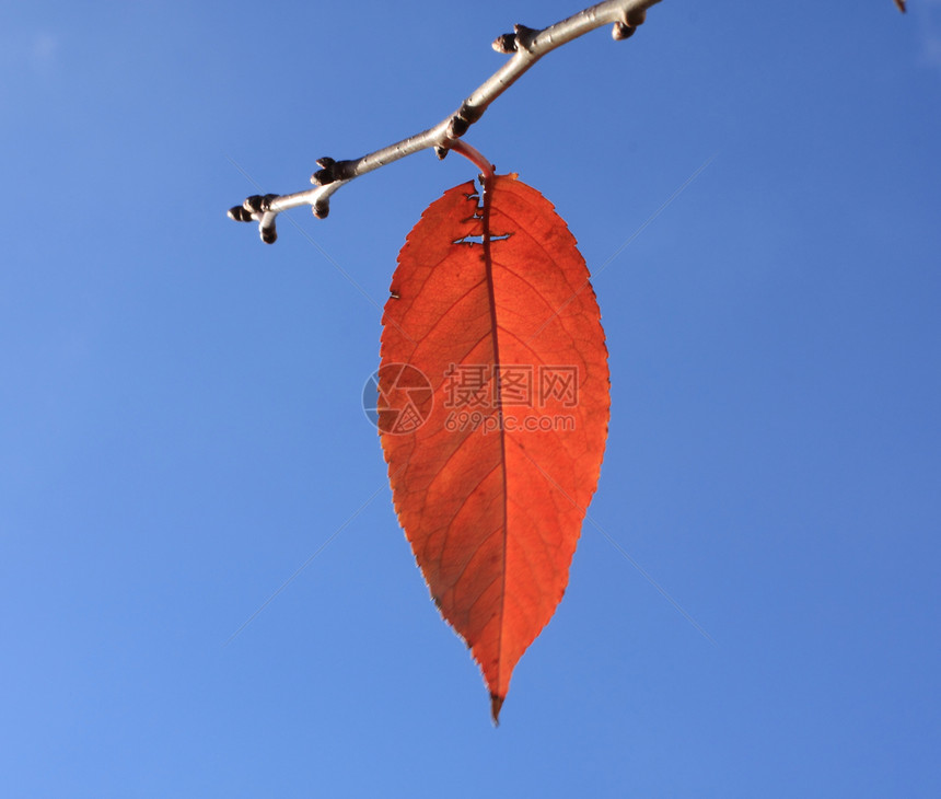 最后一叶红色宏观天空季节蓝色棕色静脉季节性褪色图片