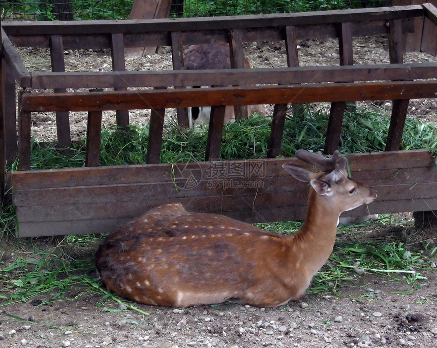 年轻的鹿乡村公园尾巴鹿角场景水平哺乳动物驯鹿架子棕色图片
