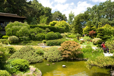 日本花园绿色植物晴天园林公园冥想树林池塘绿化反射高清图片