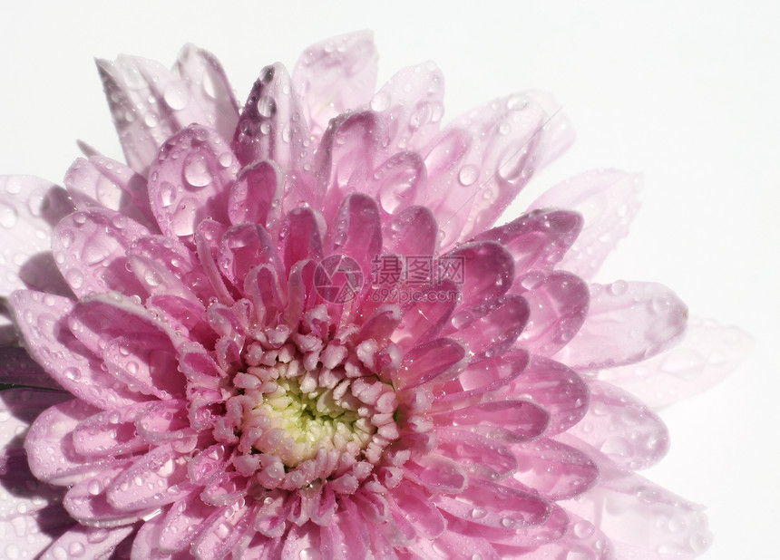 湿菊花花瓣植物群雏菊粉色飞沫雨滴紫色美丽宏观花园图片