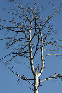 石化树太阳环境骨骼天空背景图片