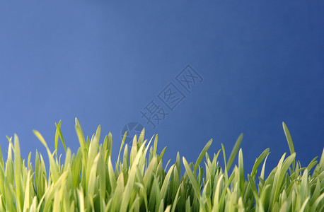 蓝底草原背景图片