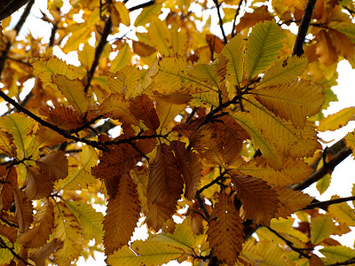 秋季树叶太阳森林分支机构背景图片