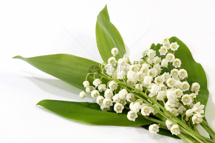 五花花妈妈们花朵花瓣白色百合香气香味宏观母亲铃兰图片