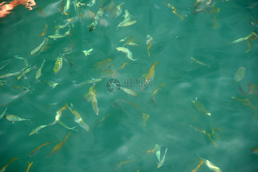 绿绿海旅行假期食物团体蓝色潜水员手表游泳岩石海洋图片