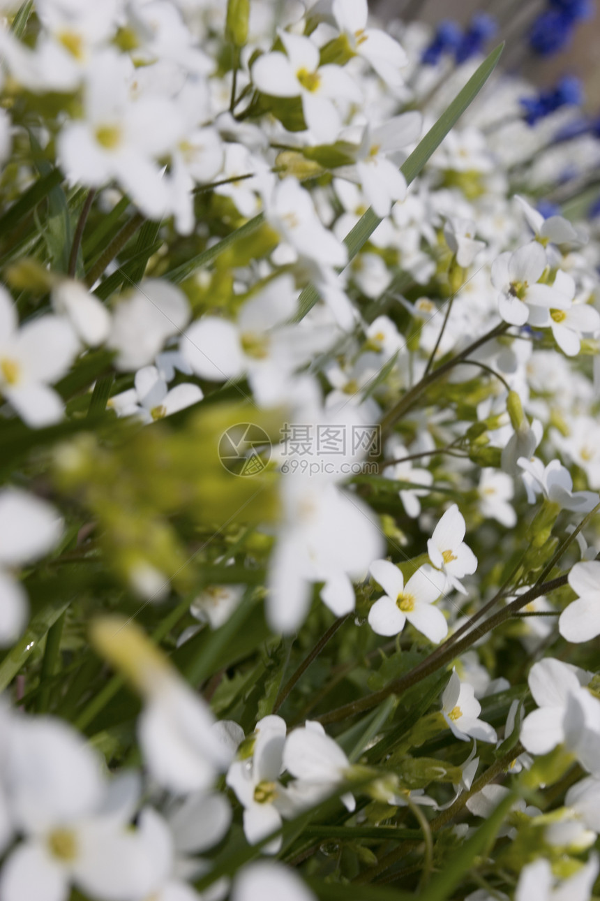 白花花空地宏观白色植物群图片