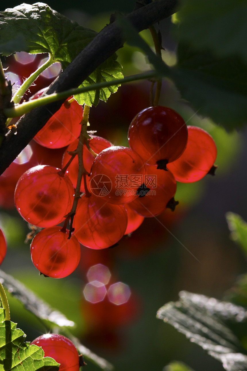 红色长者绿色枝条植物群水果花园食物叶子图片