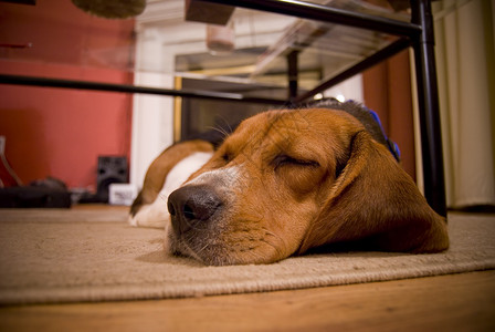 困成狗困睡的 beagle宠物耳朵猎犬眼睛动物犬类客厅地面朋友休息室背景