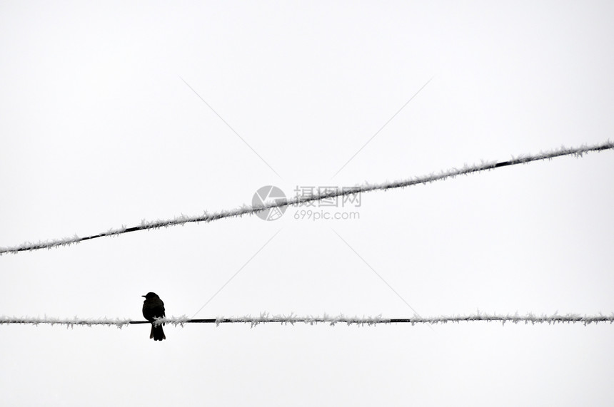 鸟在一根铁丝线上生活金属电缆力量孤独电压紧张图片
