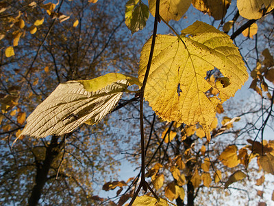 秋余假树叶叶子蓝色天空黄色背景图片