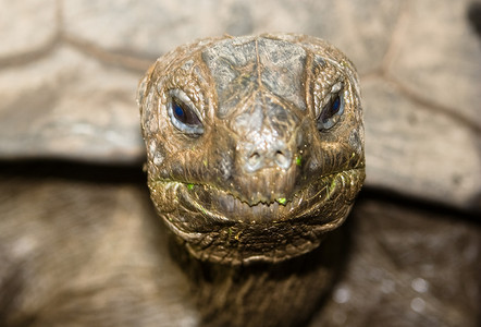 浮度荒野野生动物爬虫乌龟宏观背景图片