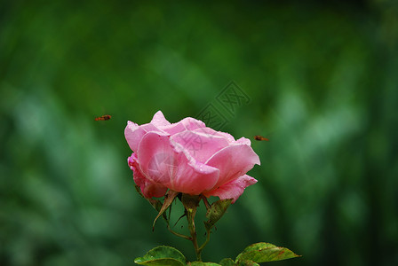 玫瑰花浪漫花瓣灌木植物群背景图片
