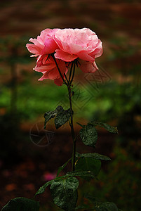 玫瑰花花瓣浪漫植物群灌木背景图片