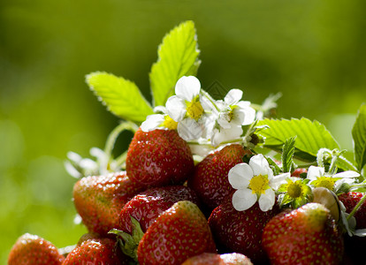 夏天花园的草莓背景图片