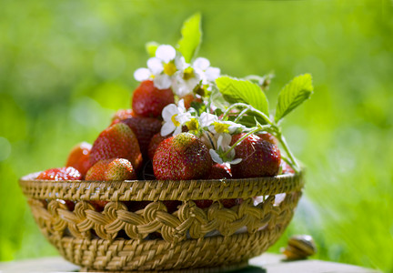 阳光明媚的花园中的草莓篮子背景图片