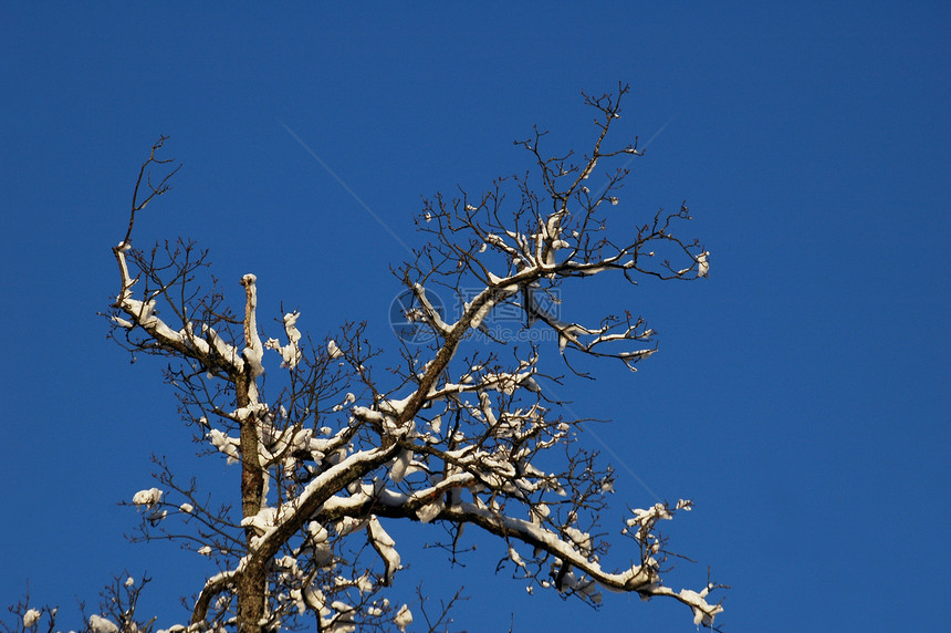 冻结树木天空分支机构背心森林白色仙境蓝色天堂衬套磨砂图片