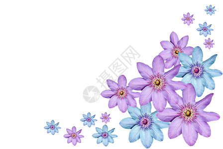 Clematis 模式紫色生长白色种子剪辑星星植物群登山者香味背景图片