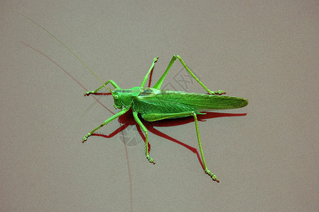 绿动物螳螂昆虫蚱蜢漏洞背景图片