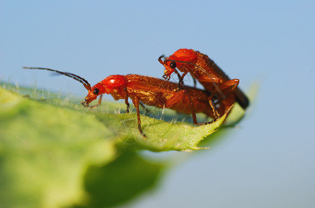 春天来了草地地面昆虫植物情绪绿色夫妻植物学生态红色背景图片