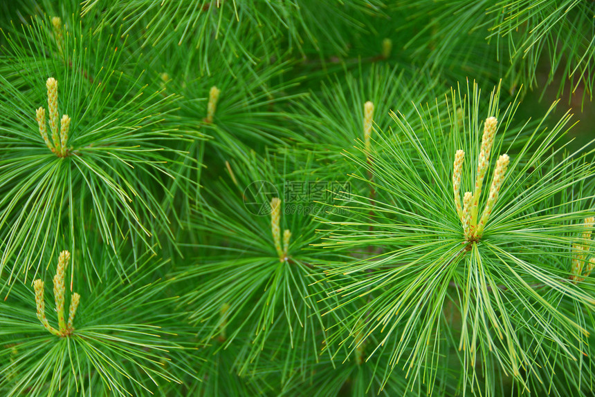 松针针时间植物宏观树木自然绿色植物生活生长光合作用松树图片