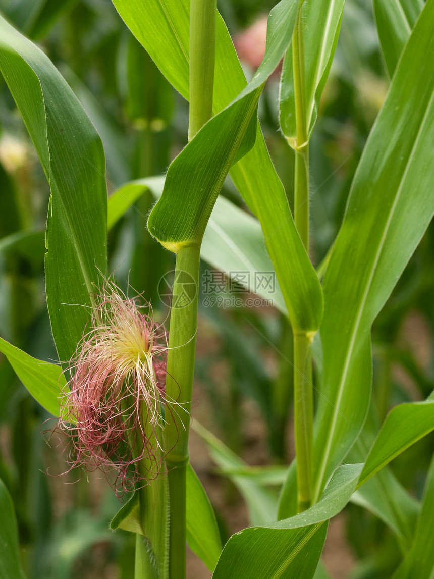 夏季玉米作物季节生长农场绿色场地树叶草本植物植物食物谷物图片