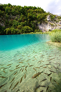 湖中的鱼荒野尾巴情调热带鲮鱼鲢鱼野生动物异国动物游泳背景图片