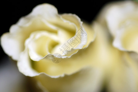白玫瑰花白色黑色背景图片