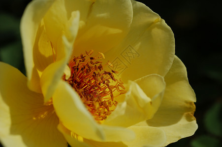 玫瑰黄色太阳绿色背景图片