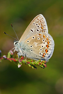 蝴蝶蓝色绿色棕色动物背景图片