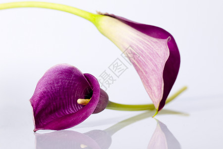 平衡方块花朵反射植物紫色花萼背景图片
