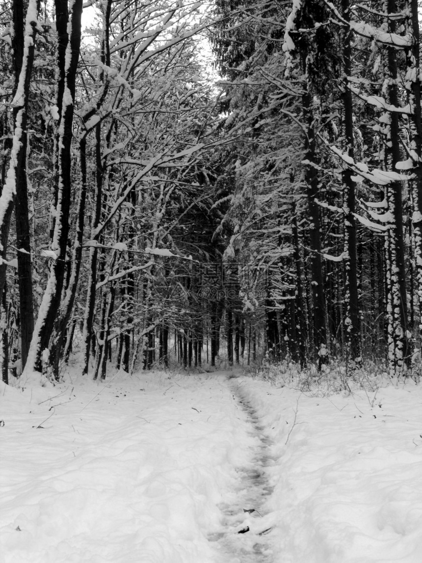 森林路径游客季节国家旅行场景曲目车道木头雪景神话图片