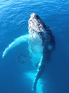 巨型座头鲸的肖像高清图片