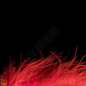 红羽边界黑色宏观羽毛红色背景图片