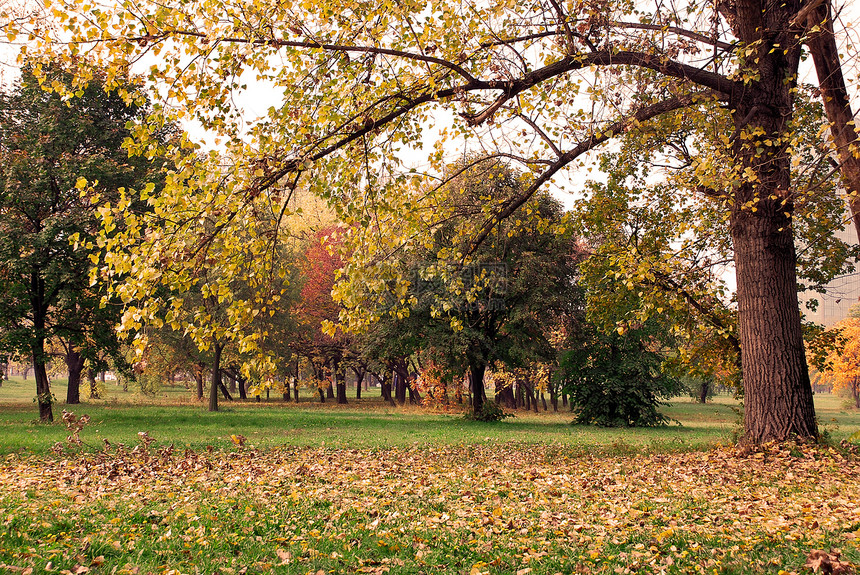 秋季公园诗歌棕褐色木头森林橙子环境植物叶子季节风景图片