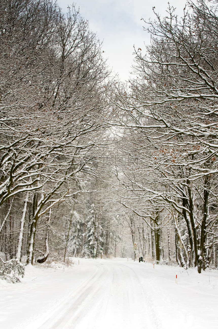 满是积雪和苍白天空的森林图片
