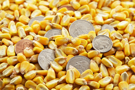 现金玉米作物背景图片