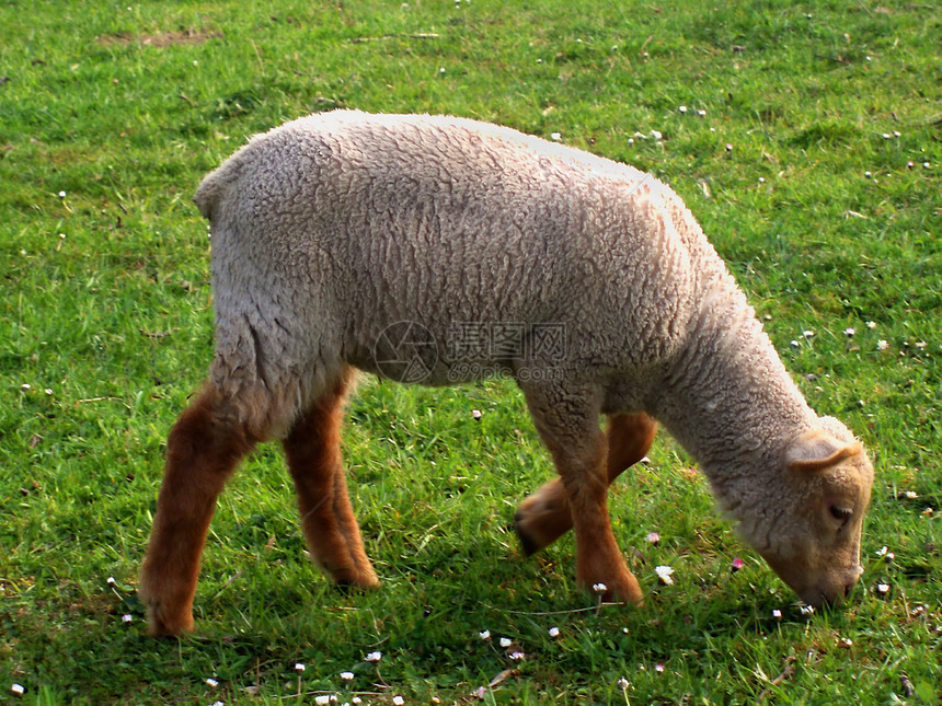 羊羔在草地上婴儿母羊场地希望青年绿色哺乳动物耳朵羊毛农场图片
