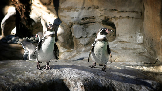 洪堡企鹅Humboldt 企鹅岩石黑色野生动物家庭荒野动物学眼睛海洋动物动物园背景