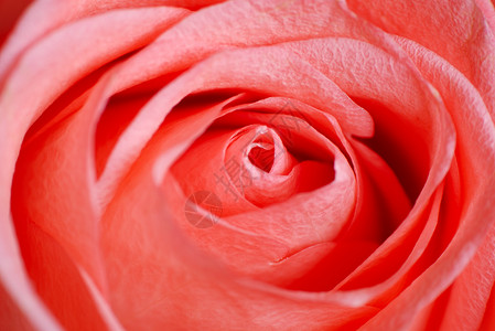 粉玫瑰宏粉色情调花瓣异国玫瑰背景图片