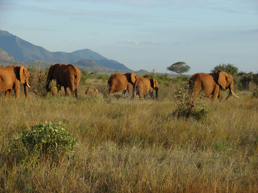 下午在草原上大象图片